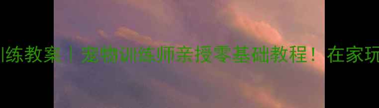 图片 🐾小狗Bingo训练教案｜宠物训练师亲授零基础教程！在家玩出高智商萌宠